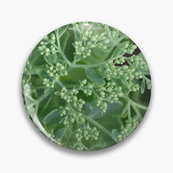 Item preview, Green Sedum Flower Buds Top View designed and sold by MiraNadaPrints.