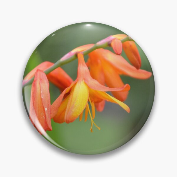 Item preview, Arching Orange Crocosmia Flowers on Stem designed and sold by MiraNadaPrints.