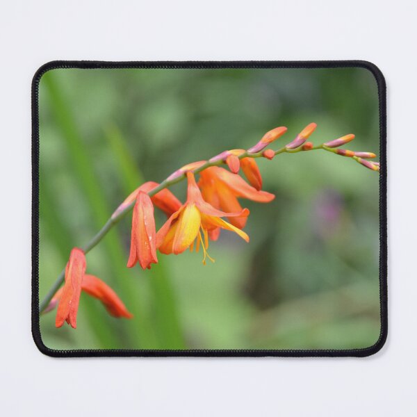 Item preview, Arching Orange Crocosmia Flowers on Stem designed and sold by MiraNadaPrints.