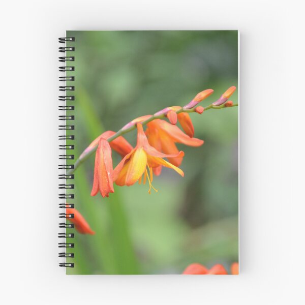 Item preview, Arching Orange Crocosmia Flowers on Stem designed and sold by MiraNadaPrints.