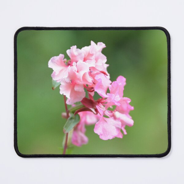 Item preview, Cluster of Bright Pink Catchfly Blossoms designed and sold by MiraNadaPrints.