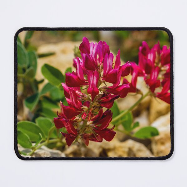 Item preview, Red Wildflower Blooming Among Rocks With Green Leaves In A Sunny Natural Setting designed and sold by Nmallia.