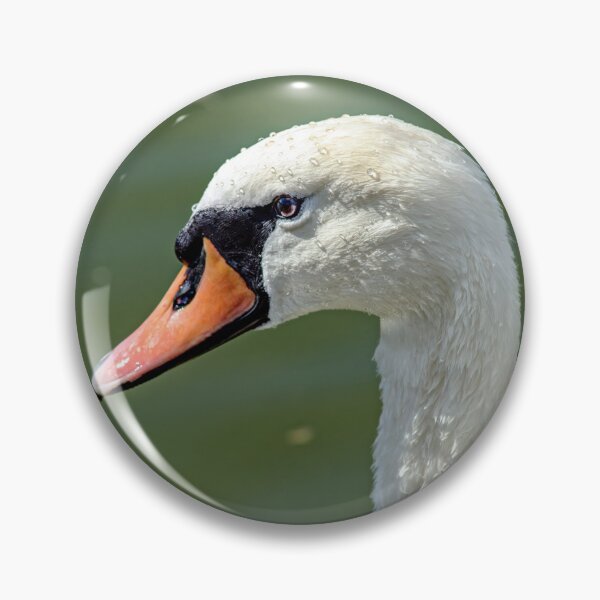 Item preview, Portrait of the Mute Swan designed and sold by Tom McPherson Photography.