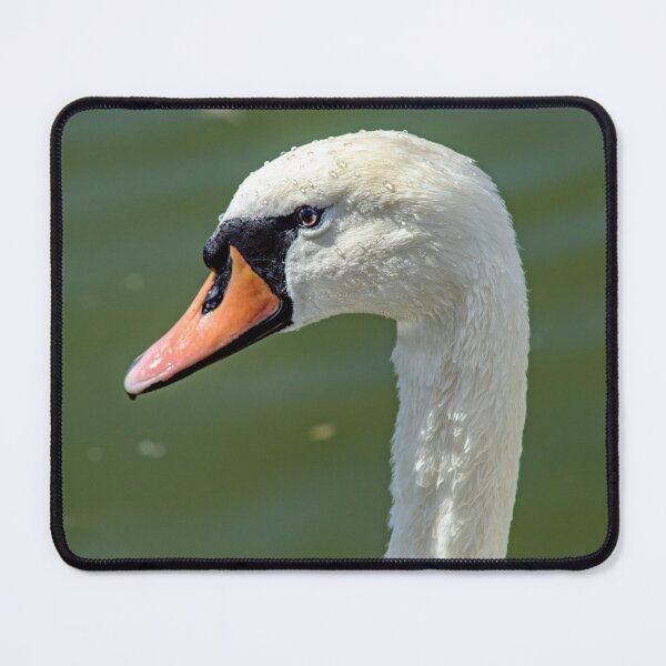 Item preview, Portrait of the Mute Swan designed and sold by Tom McPherson Photography.