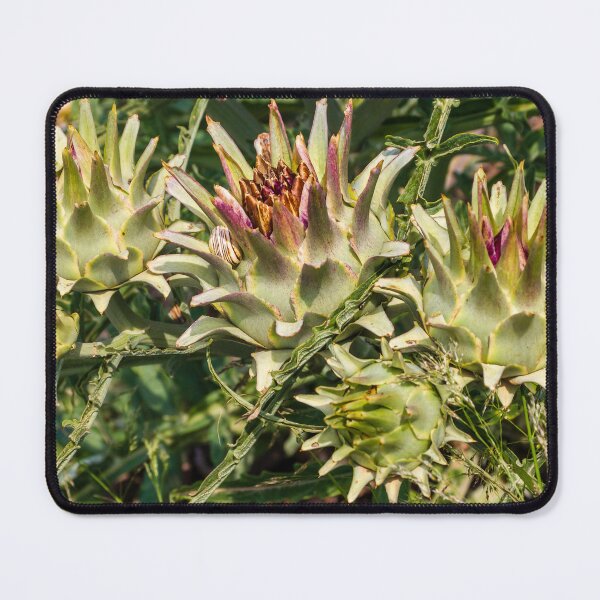 Item preview, Close-Up of Spiky Globe Artichoke Buds and Thistle-Like Plants in a Sunlit Garden designed and sold by Nmallia.
