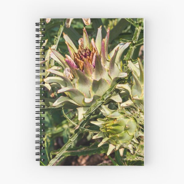 Item preview, Close-Up of Spiky Globe Artichoke Buds and Thistle-Like Plants in a Sunlit Garden designed and sold by Nmallia.
