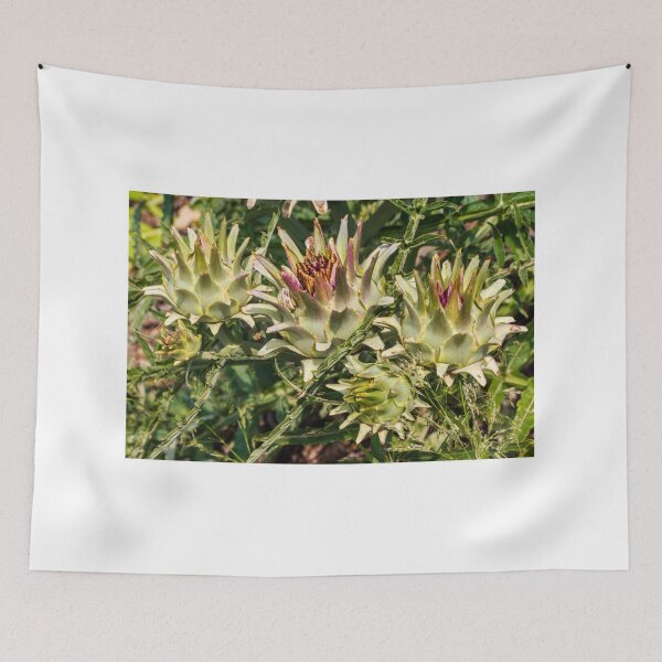Item preview, Close-Up of Spiky Globe Artichoke Buds and Thistle-Like Plants in a Sunlit Garden designed and sold by Nmallia.