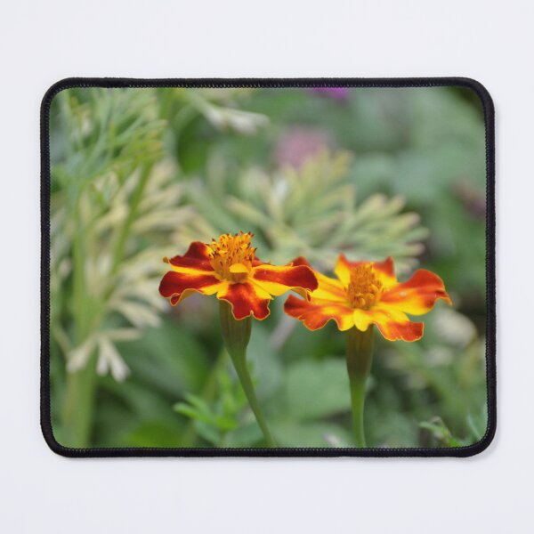 Item preview, Red and Yellow French Marigolds Blooming designed and sold by MiraNadaPrints.