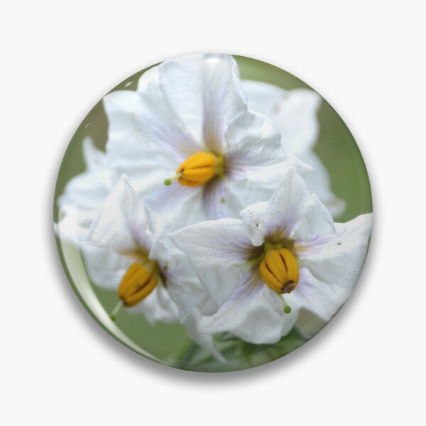 Item preview, White Potato Blossoms with Bright Yellow Anthers designed and sold by MiraNadaPrints.