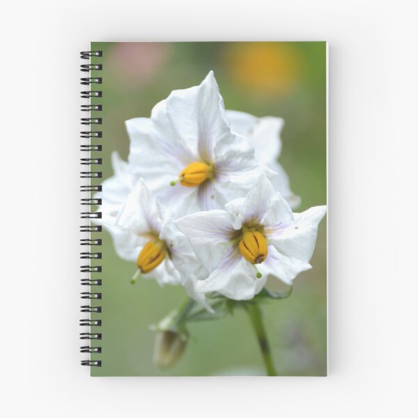 Item preview, White Potato Blossoms with Bright Yellow Anthers designed and sold by MiraNadaPrints.
