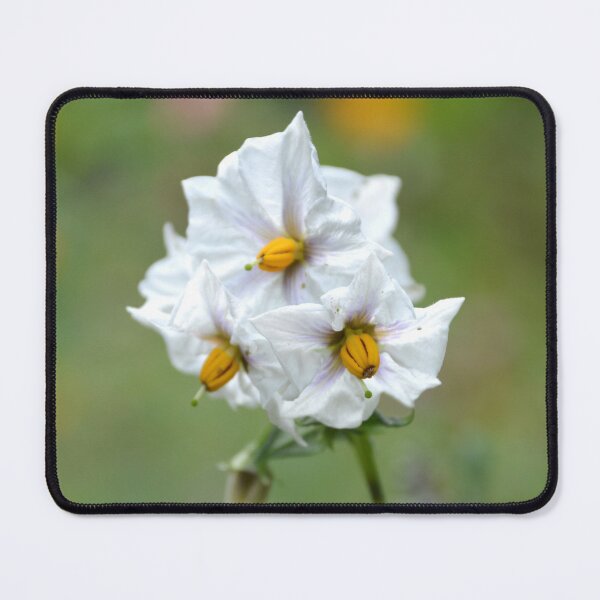 Item preview, White Potato Blossoms with Bright Yellow Anthers designed and sold by MiraNadaPrints.