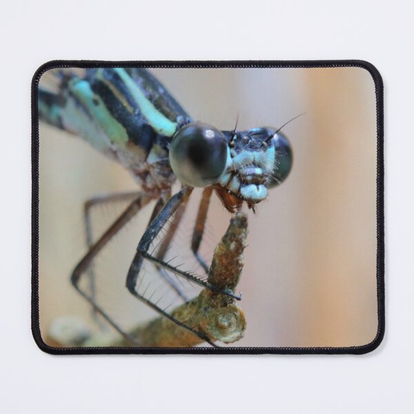 Item preview, Insects designed and sold by Parks and X.