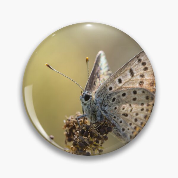 Item preview, A spotted butterfly sits on a dried plant stalk against a blurred green meadow background. designed and sold by 3 Hours of Silence.