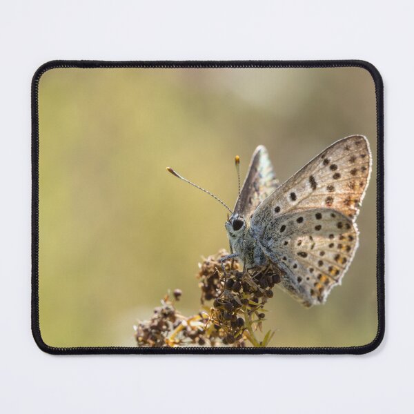 Item preview, A spotted butterfly sits on a dried plant stalk against a blurred green meadow background. designed and sold by 3 Hours of Silence.
