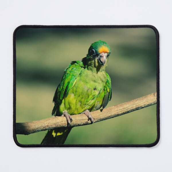 Item preview, Vibrant Tropical Green Parrot Perched on a Branch designed and sold by ThaCriações.