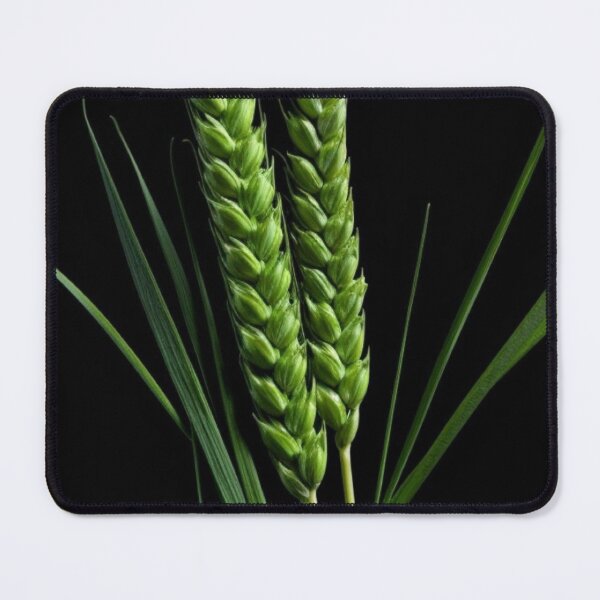 Item preview, Green Wheat Ears Minimalist Botanical Art Black Background designed and sold by LYAN-STORE.