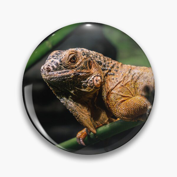 Item preview, Orange Iguana Close-Up Portrait designed and sold by Rabee Khalil Photography.