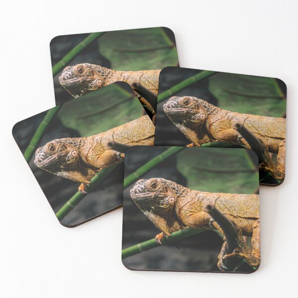 Item preview, Orange Iguana Close-Up Portrait designed and sold by Rabee Khalil Photography.