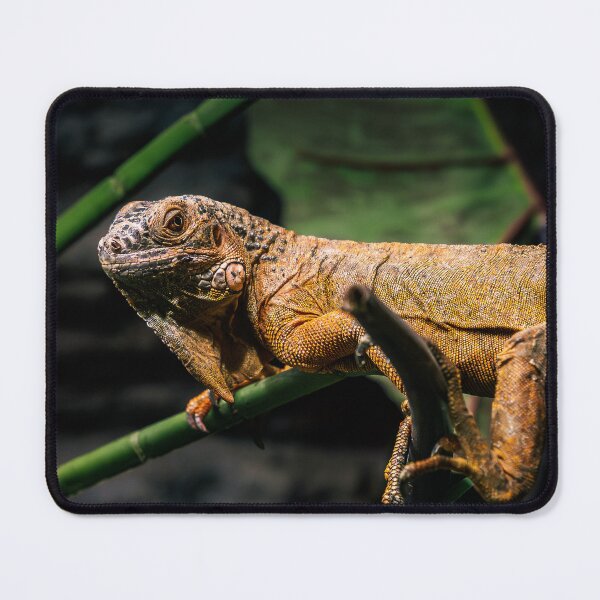Item preview, Orange Iguana Close-Up Portrait designed and sold by Rabee Khalil Photography.