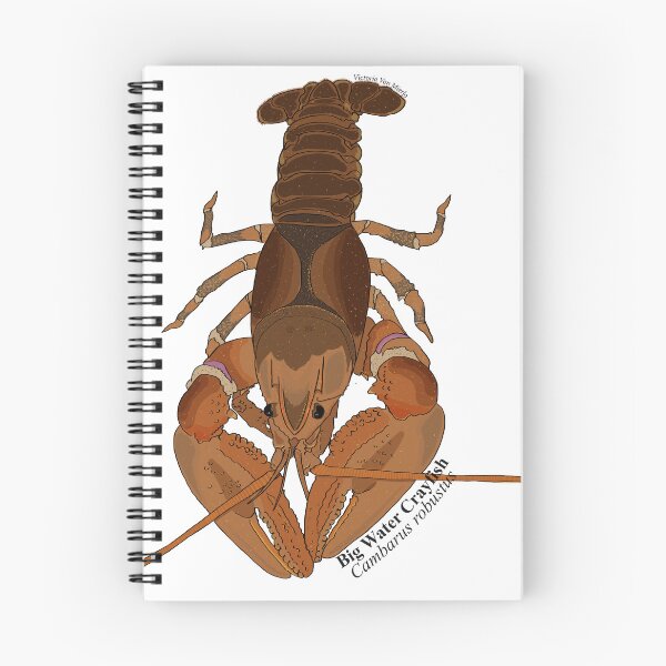 Item preview, Big Water Crayfish (Cambarus robustus) designed and sold by vanmieva.