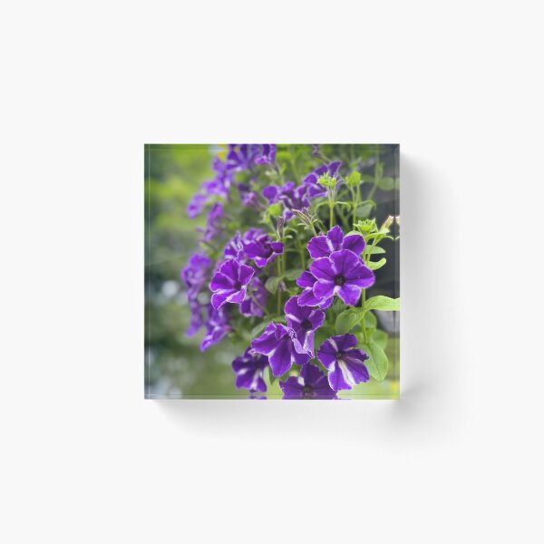 Item preview, Vibrant Purple Petunias Hanging Floral Garden designed and sold by BetweenForms.