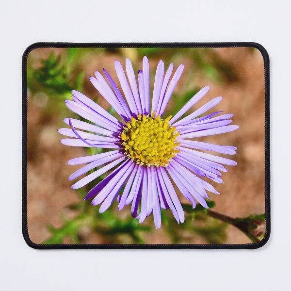 Item preview, Outback Wildflower designed and sold by Likoca Photography.