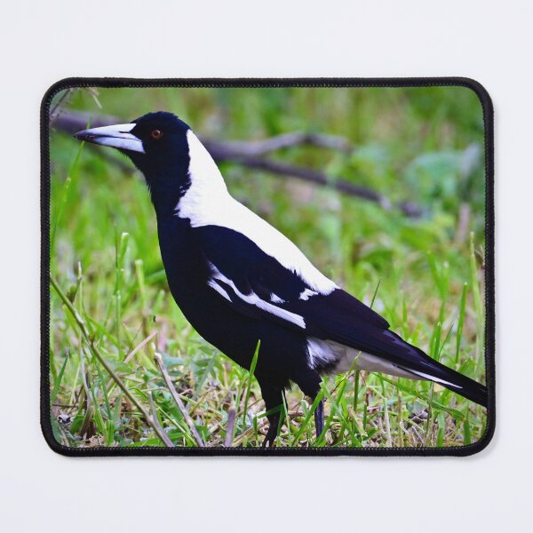 Item preview, Australian Magpie designed and sold by Likoca Photography.