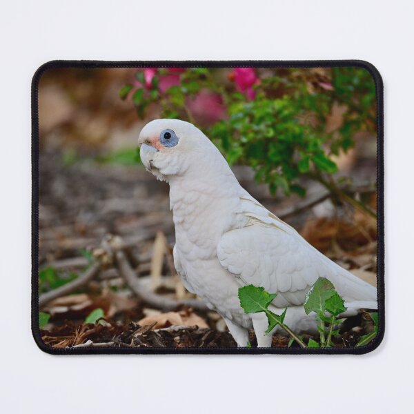 Item preview, Little Corella designed and sold by Likoca Photography.