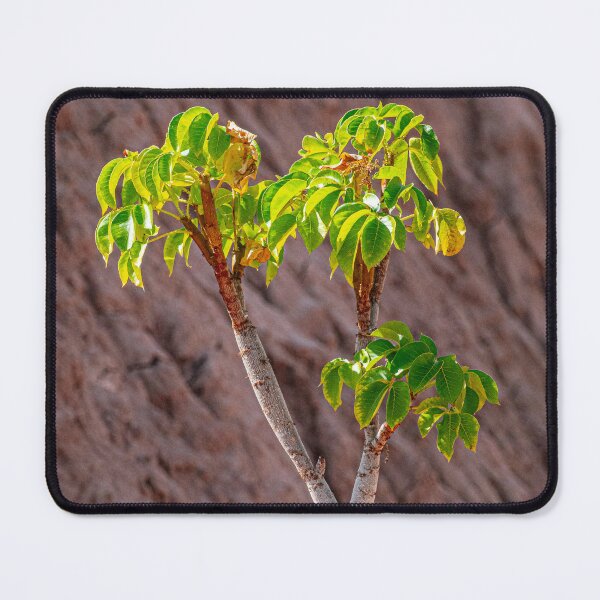 Item preview, Lone Tree Resilience Red Desert Jujuy designed and sold by Keltoi-art.