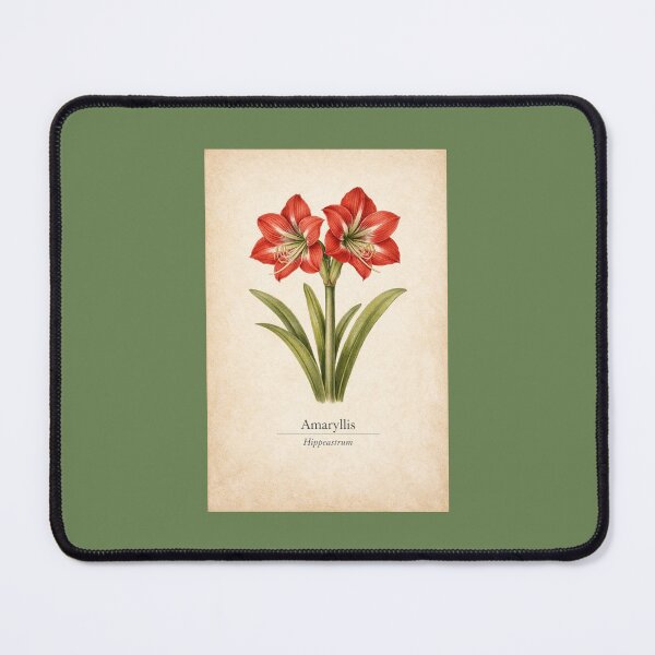 Item preview, Botanical Amaryllis – Hippeastrum | Vintage Christmas Flower Illustration designed and sold by Novel Works Studio.
