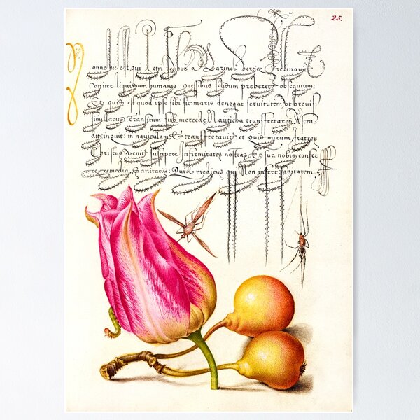 Item preview, Mira Calligraphiae Monumenta: Folio 25 designed and sold by Donkey's Salad.
