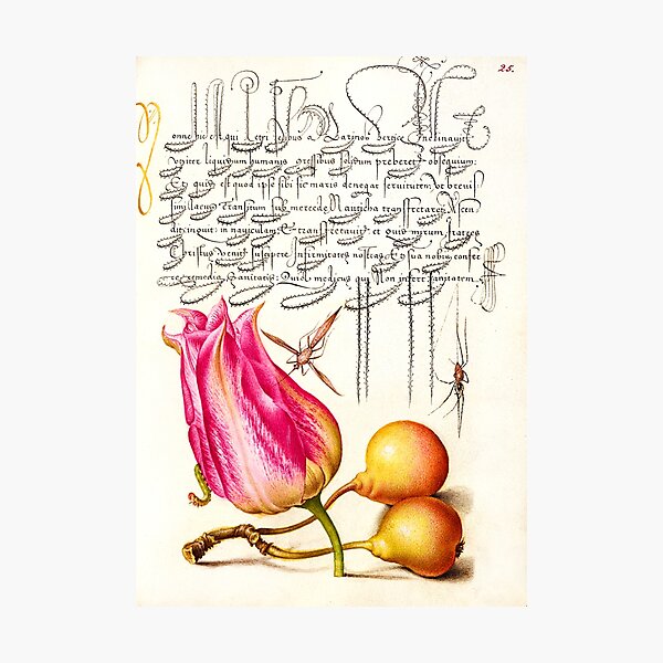 Item preview, Mira Calligraphiae Monumenta: Folio 25 designed and sold by Donkey's Salad.