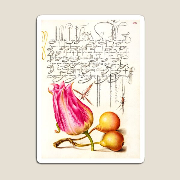 Item preview, Mira Calligraphiae Monumenta: Folio 25 designed and sold by Donkey's Salad.