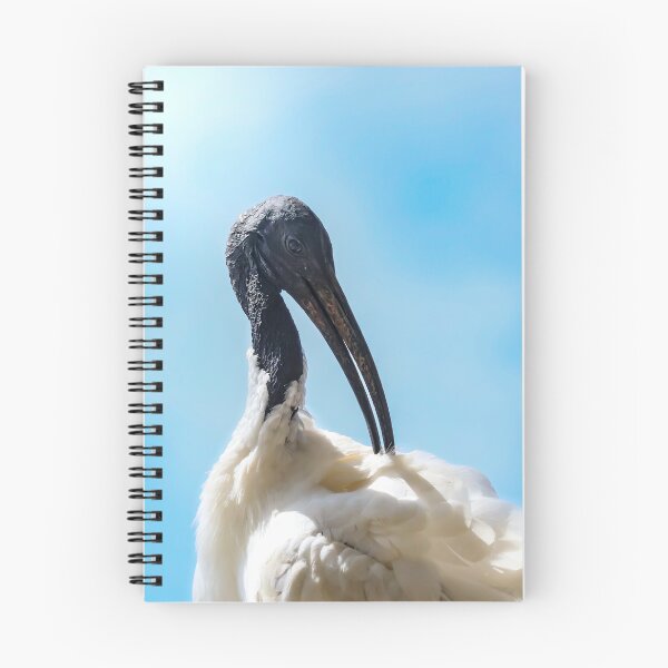 Artikelvorschau, Australischer Ibis (Müllhuhn). entworfen und verkauft von FallenTrickster.