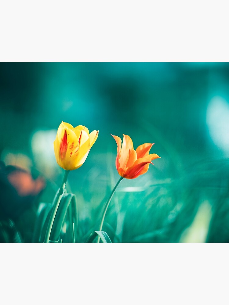 Lámina rígida «Fotografía de naturaleza naranja verde azulado, tulipanes de color  turquesa, flor verde azulado» de CarolynJC | Redbubble