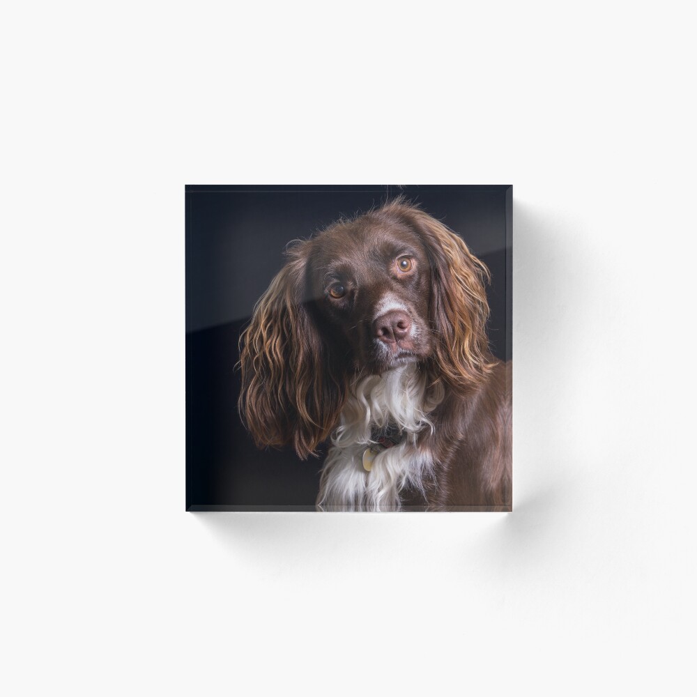 Retrato de un perro cocker de trabajo Bloque acrílico