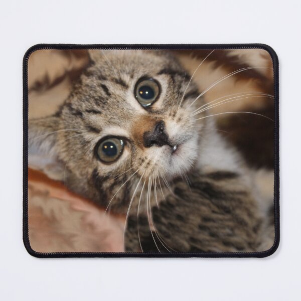 Item preview, Baby Loki Tabby Kitten Portrait designed and sold by amusefullife.