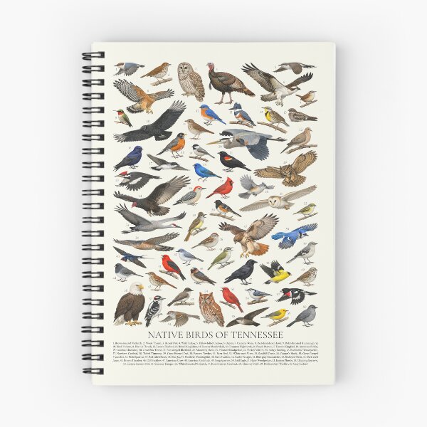 Item preview, Native Birds of Tennessee  Retro Identification Chart designed and sold by kakarikihill.