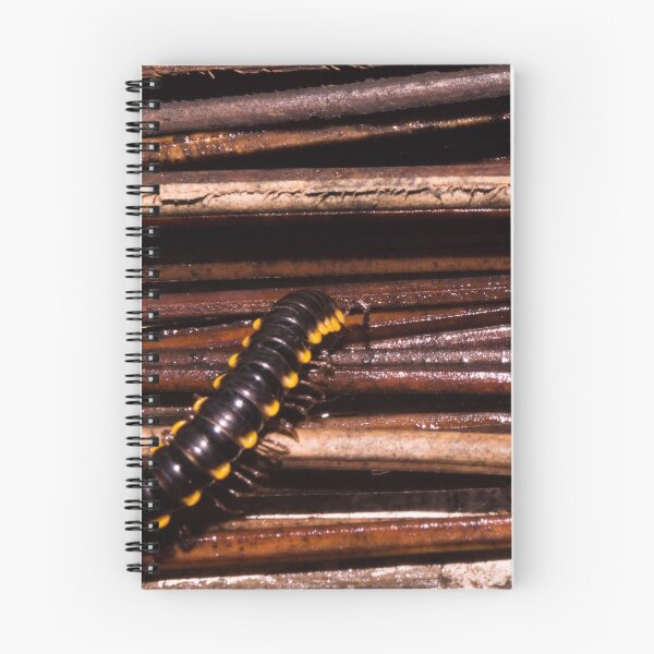 Item preview, flat-backed millipede designed and sold by ROSE ANN BANILAR.