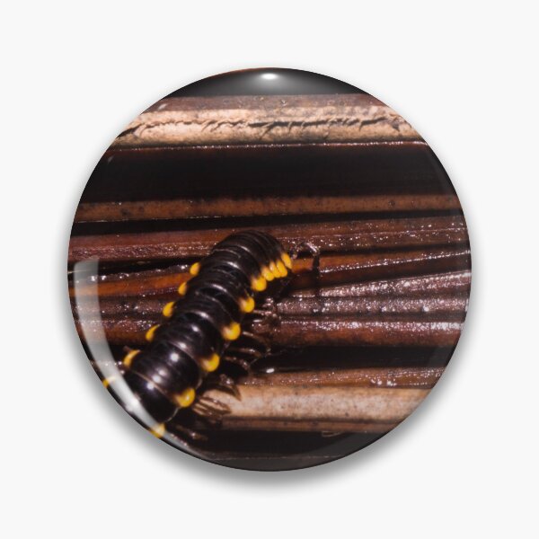 Item preview, flat-backed millipede designed and sold by ROSE ANN BANILAR.
