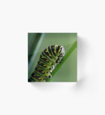 Larva (caterpillar) Acrylic Block