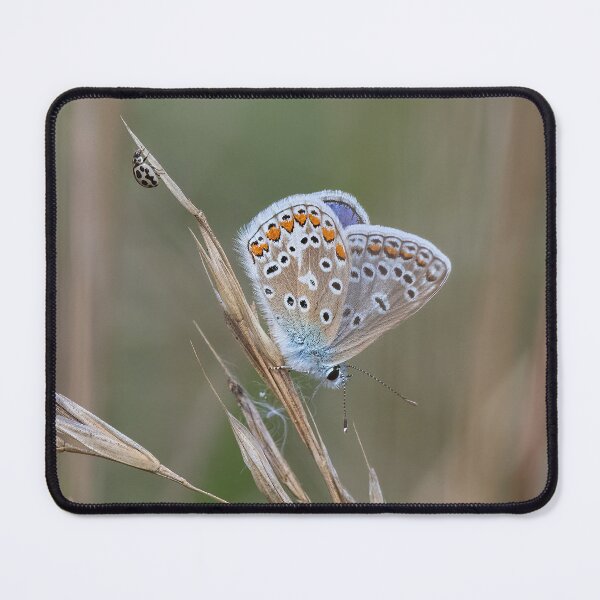 Item preview, Butterfly and Ladybird in Harmony designed and sold by Adrian Rowley.