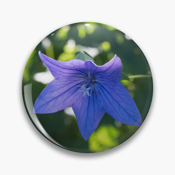 Item preview, Blueish Purple Balloon Flower Blossom in Sun Dappled Garden designed and sold by Georgia Mizuleva.