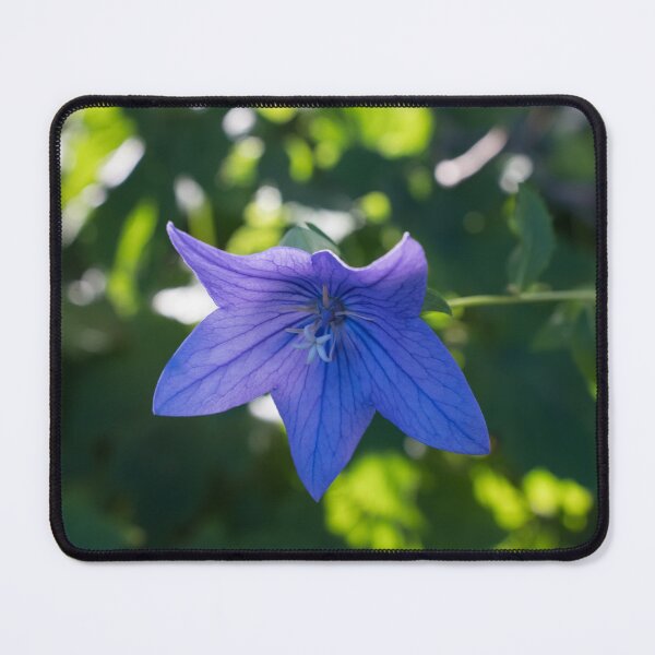 Item preview, Blueish Purple Balloon Flower Blossom in Sun Dappled Garden designed and sold by Georgia Mizuleva.