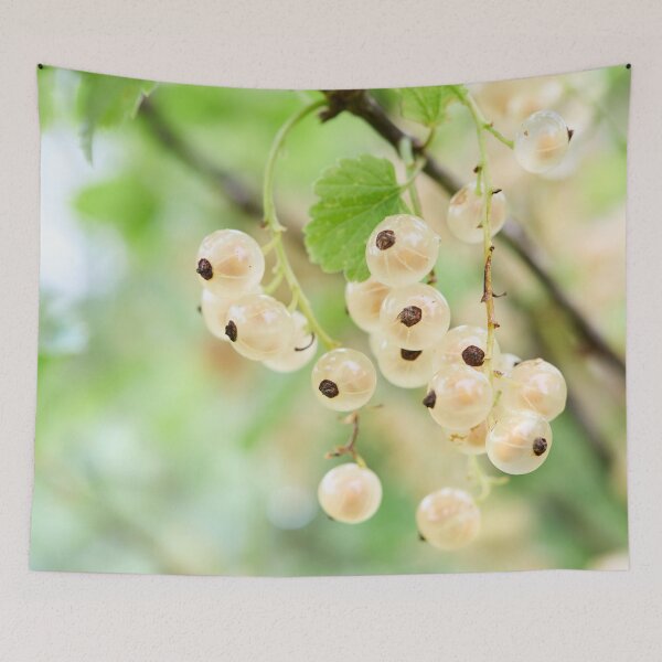 Item preview, Late summer berries. White currant designed and sold by Jouko Lehto Photography.