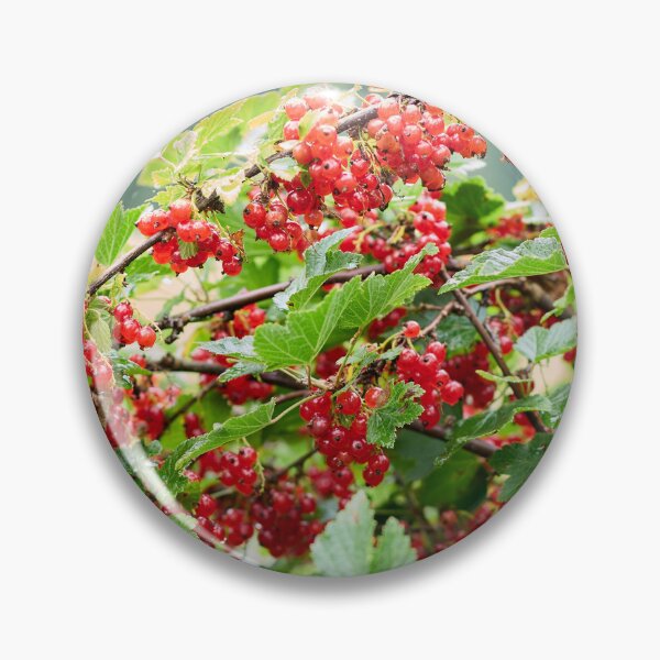 Item preview, A good year. Redcurrant. designed and sold by Jouko Lehto Photography.