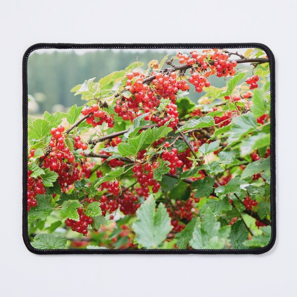 Item preview, A good year. Redcurrant. designed and sold by Jouko Lehto Photography.