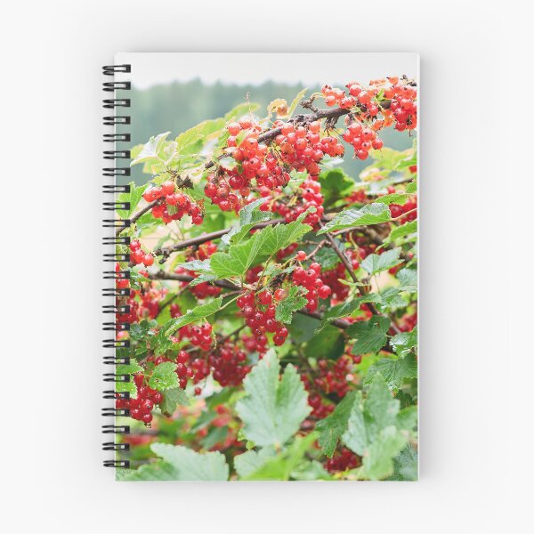 Item preview, A good year. Redcurrant. designed and sold by Jouko Lehto Photography.