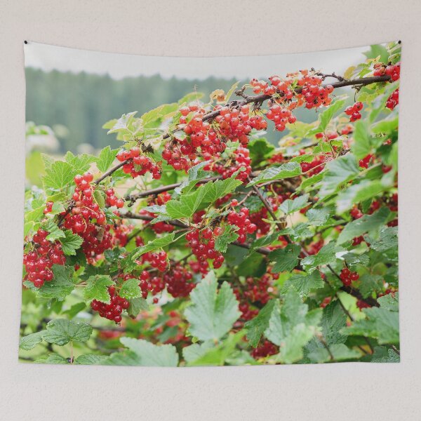 Item preview, A good year. Redcurrant. designed and sold by Jouko Lehto Photography.