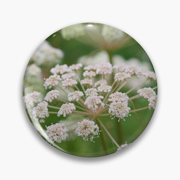 Item preview, Sylvestris. Wild Angelica designed and sold by Jouko Lehto Photography.